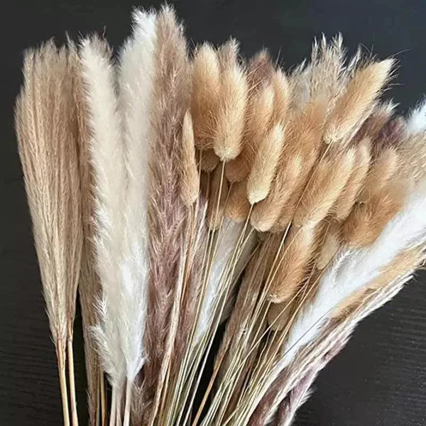 Buquê de Capim dos Pampas Natural para Decoração de Ambientes KBN