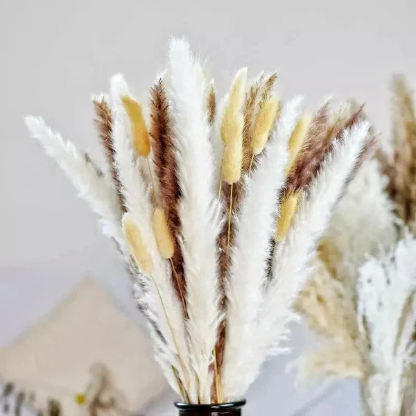 Buquê de Capim dos Pampas Natural para Decoração de Ambientes KBN